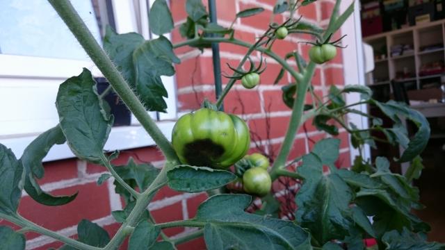 Bild