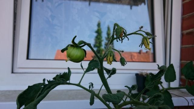 Bild