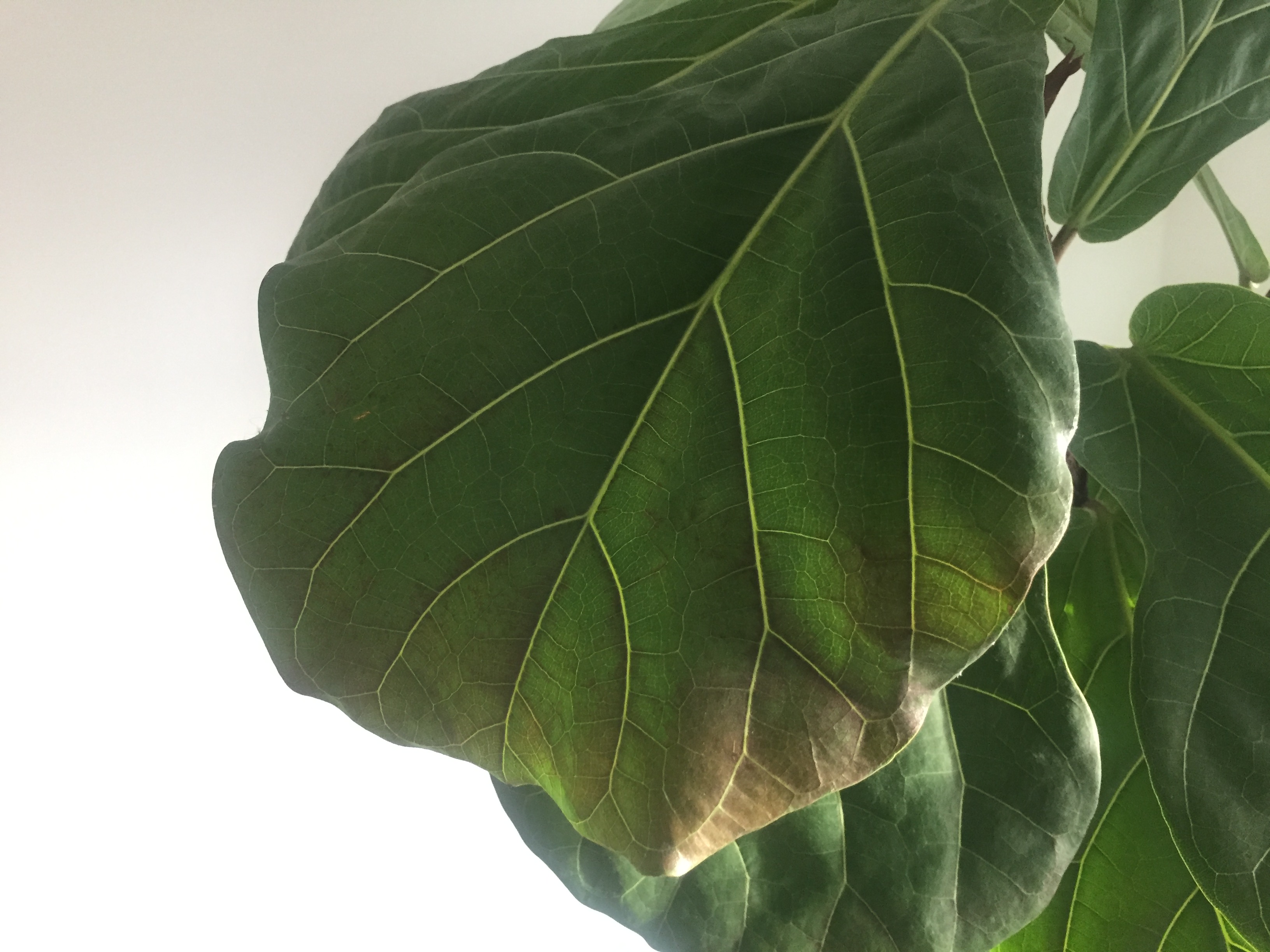 Ficus Lyrata (Geigenfeige) Braune Stellen, was tun? GREEN24 Hilfe