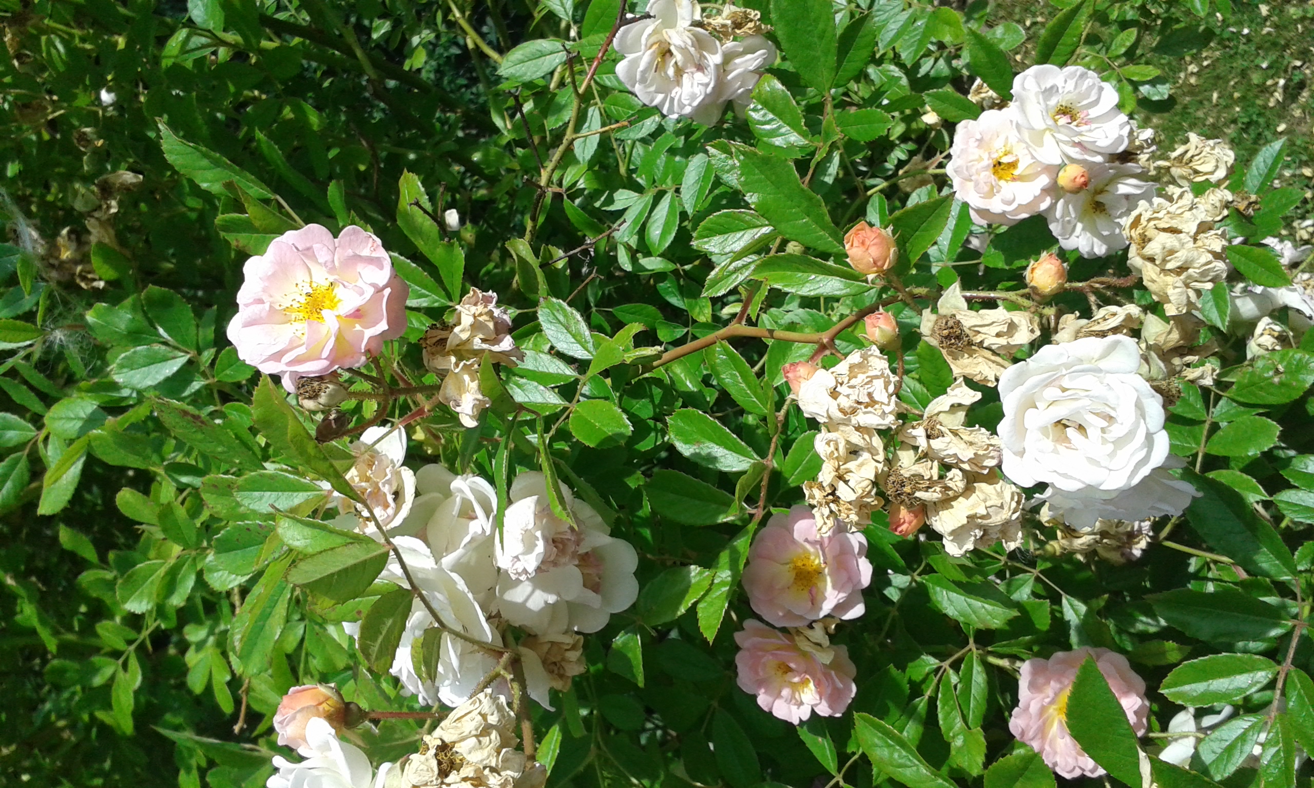 Rosenbaum · Pflanzenbestimmung & Pflanzensuche · GREEN24 Pflanzen