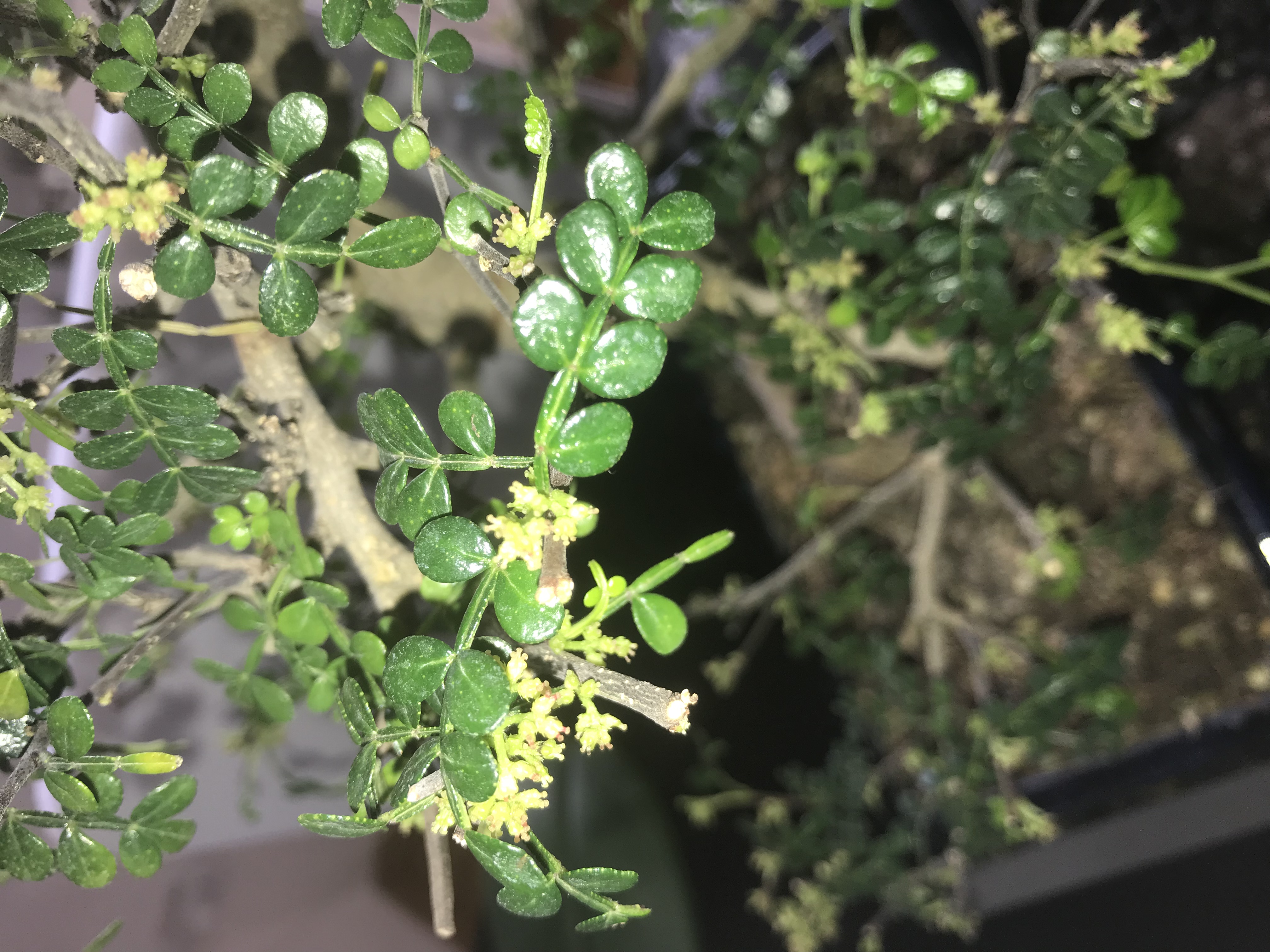 Pfeffer Baum Pfeffer Baum