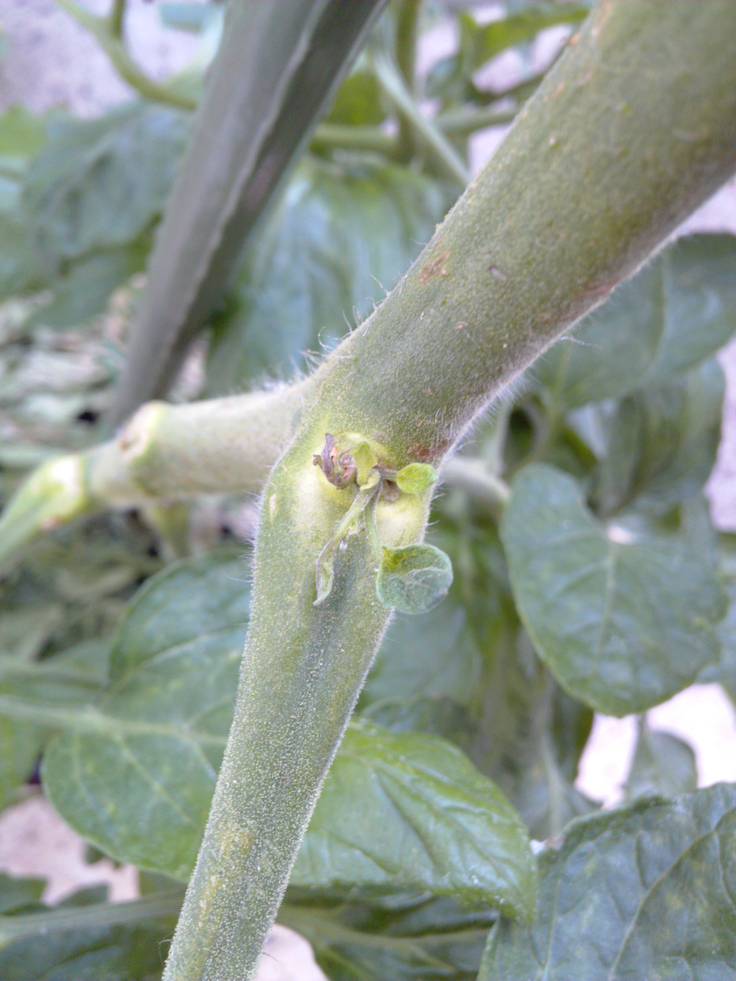 Tomate lässt Blätter hängen und bekommt keine Blüten