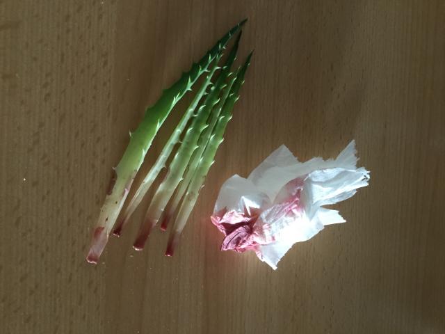 Bild