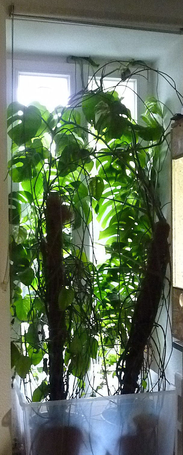 philodendron snowdrift mature Shop Variegated Philodendron Snowdrift Tissue Culture Plant main image 1