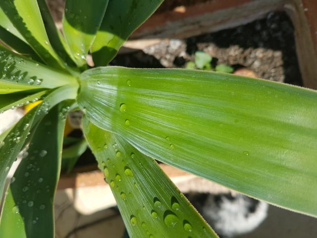 Yucca Palme weiße Schicht ? Pflanzenkrankheiten & Schädlinge
