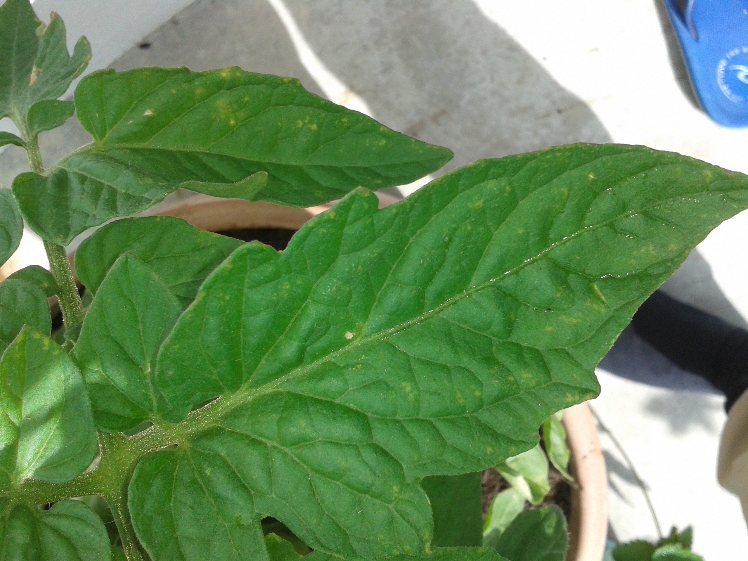 Tomaten bekommen gelbe Blätter Pflanzenkrankheiten& Schädlinge GREEN24 Hilfe Pflege Bilder ~ Sukkulenten Bekommen Gelbe Blätter Tomaten bekommen gelbe Blätter Pflanzenkrankheiten& Schädlinge GREEN24 Hilfe Pflege Bilder ~ 24203331_Sukkulenten Bekommen Gelbe Blätter