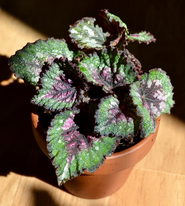 Begonien Schiefblatt Begonia Beliebte Pflanzen & Erfahrungen