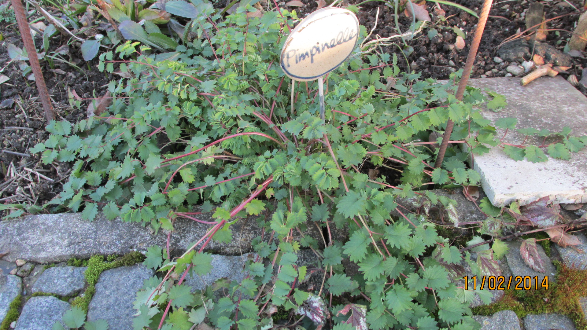 Kräuter - Küchenkräuter - Gewürzkräuter - Gartenkräuter - Beliebte