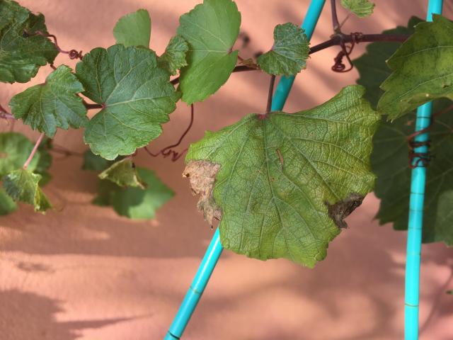 Braune Flecken An Weinrebe Pflanzenkrankheiten Schadlinge Green24 Hilfe Pflege Bilder