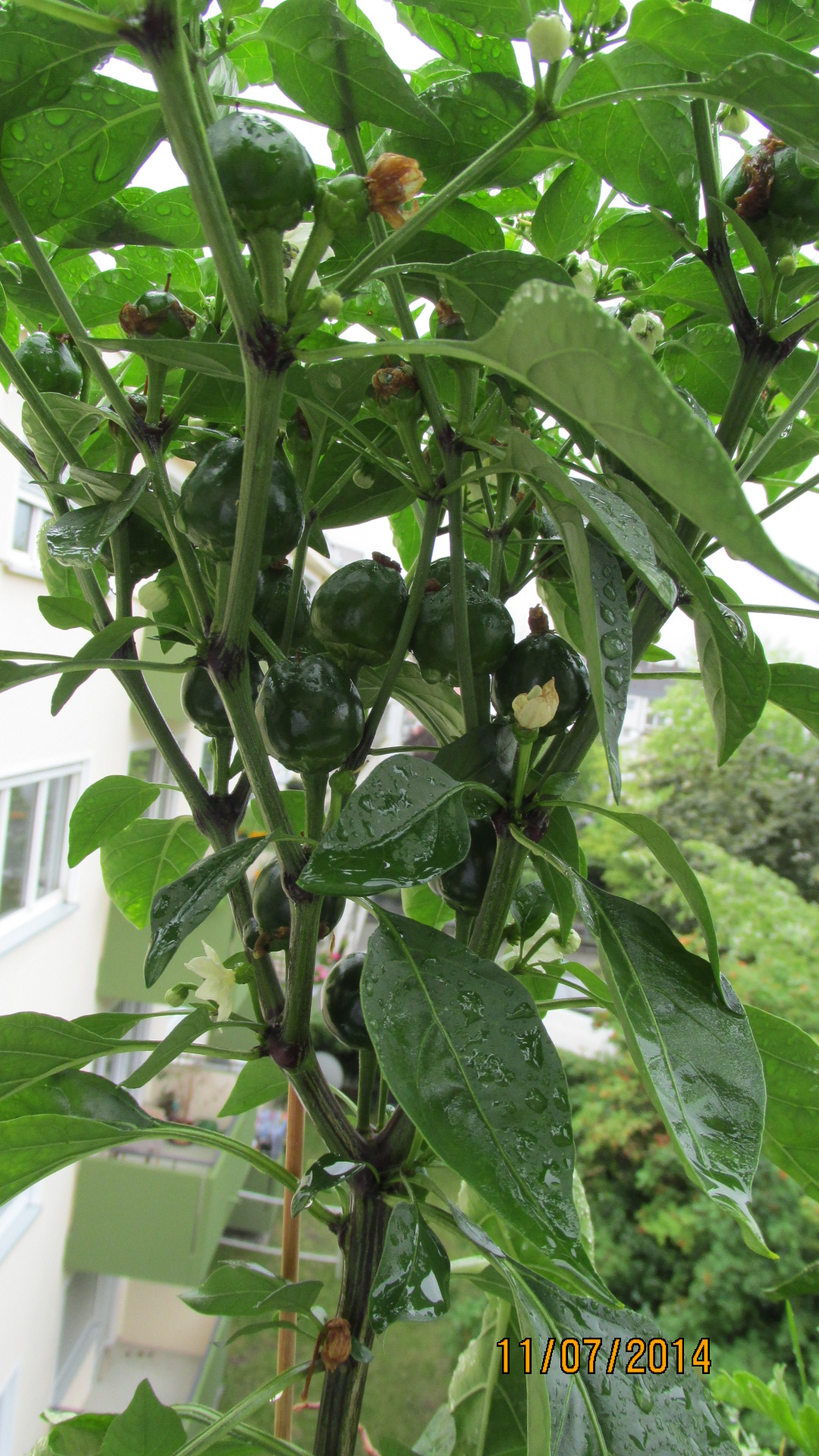 Chili Peperoni Capsicum III · Beliebte Pflanzen & Erfahrungen