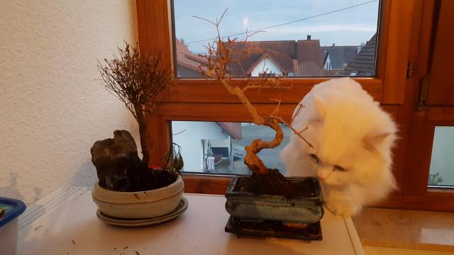 Bild