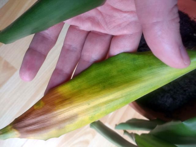 Bild