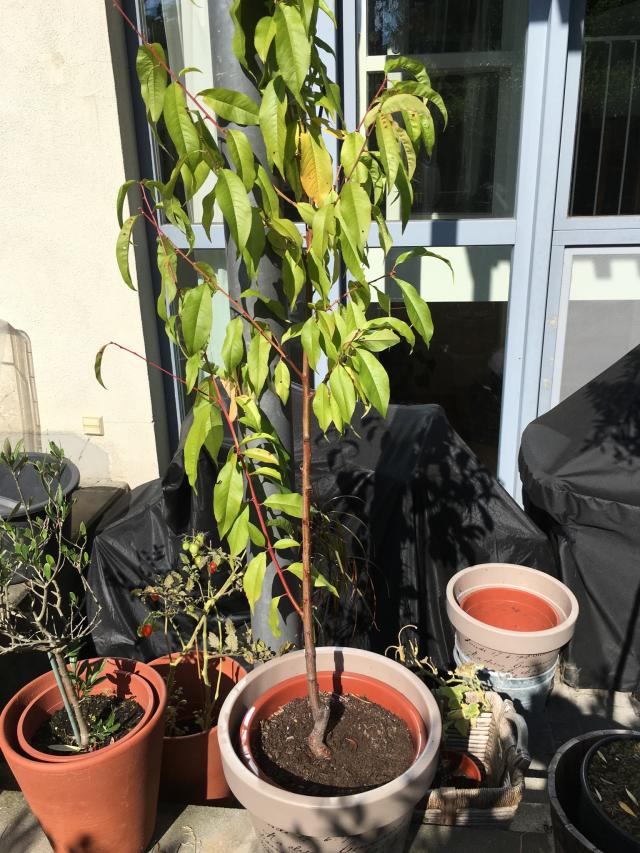 Schrotschusskrankheit Pfirsichbaum im Kübel