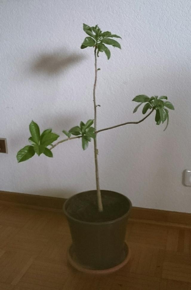 Adansonia Affenbrotbaum Baobab Beliebte Pflanzen & Erfahrungen