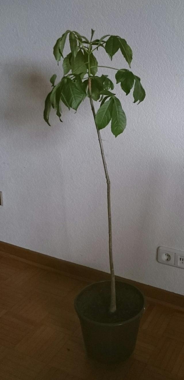 Adansonia Affenbrotbaum Baobab Beliebte Pflanzen & Erfahrungen