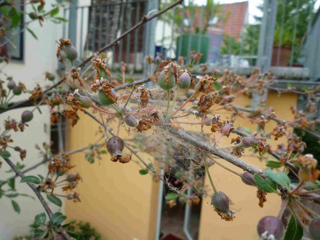 Zierapfel Krankheiten Bilder: Diagnose & Behandlung deiner Zierapfelkrankheiten