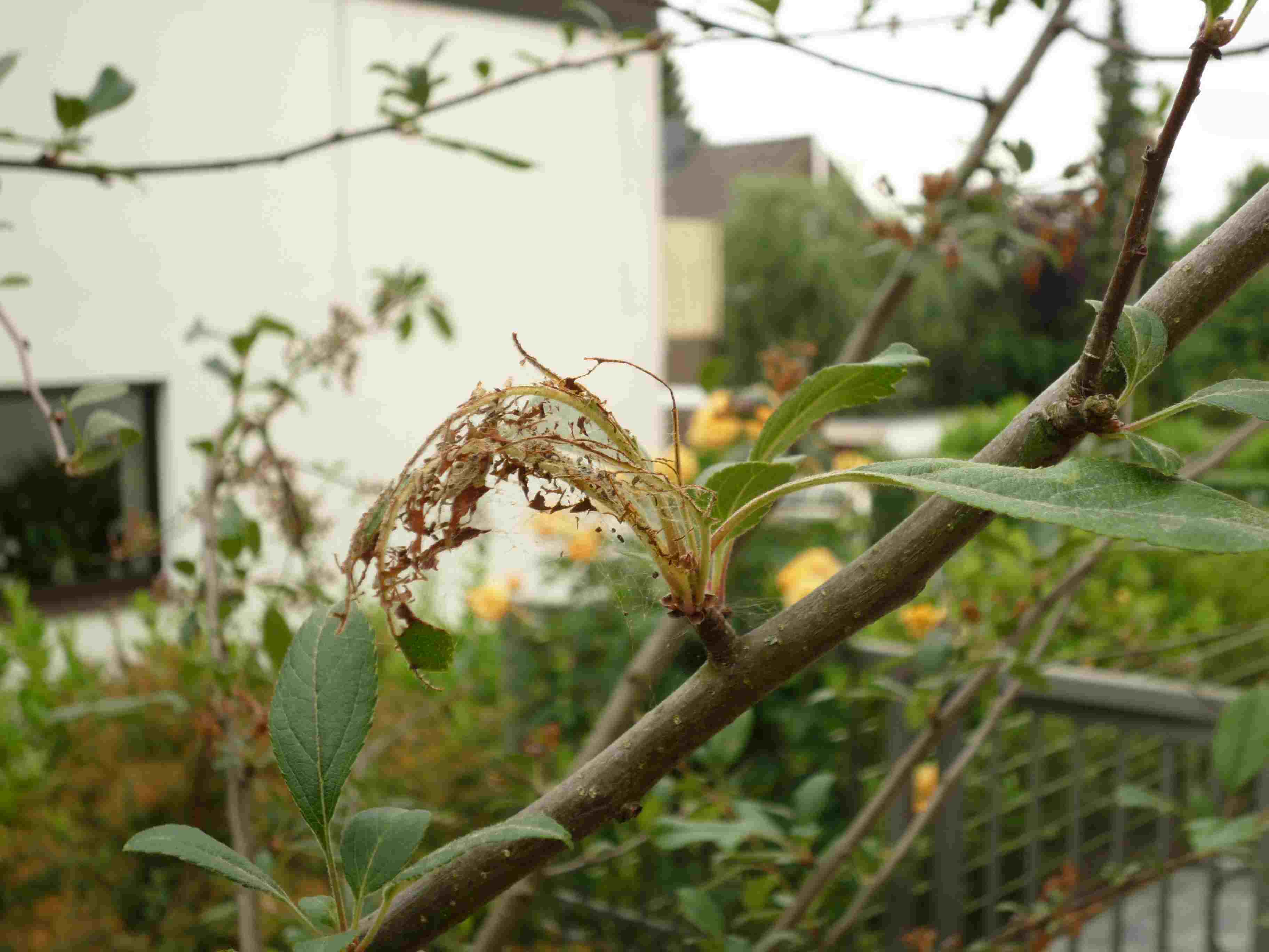 zierapfel krankheiten bilder