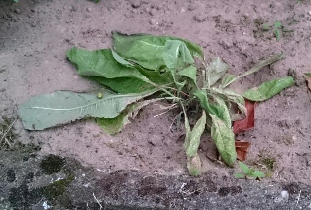 Bild