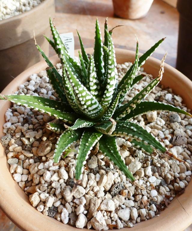 Aloen & Agaven GREEN24 Hilfe Pflege Bilder