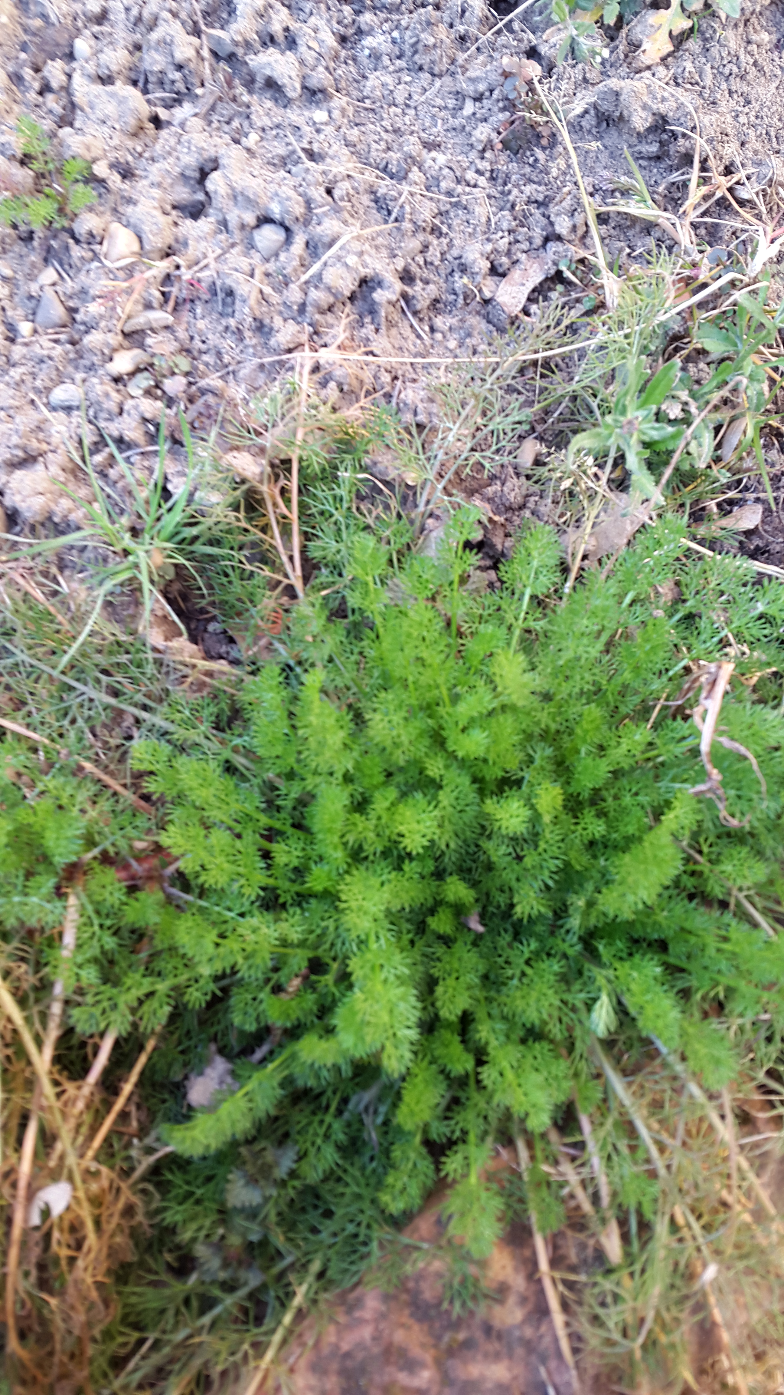 Ich Will Jedes Kraut Und Unkraut Im Garten Kennen