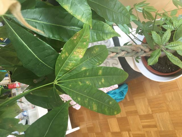 Bild