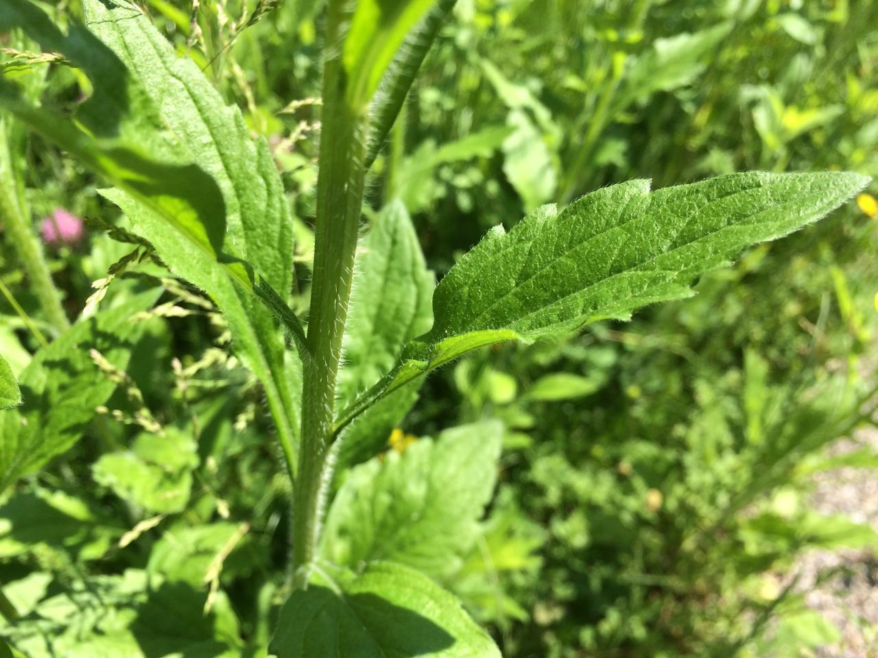 Hohe Pflanzen wuchern im Garten Einjähriges Berufkraut