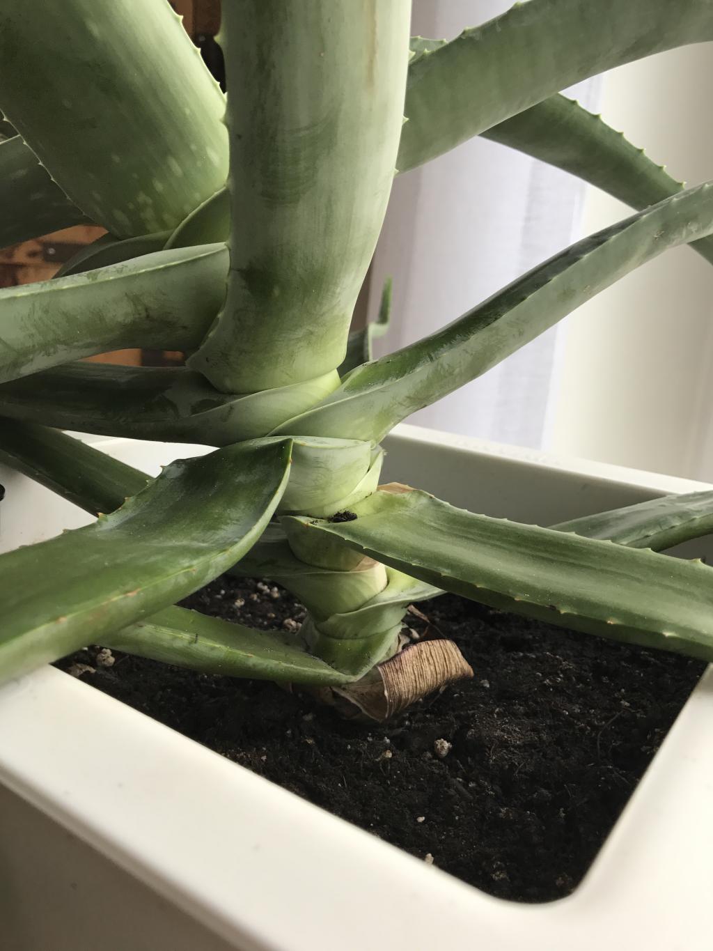 Aloe vera wächst schief. Schneiden? · Pflegen & Schneiden & Veredeln