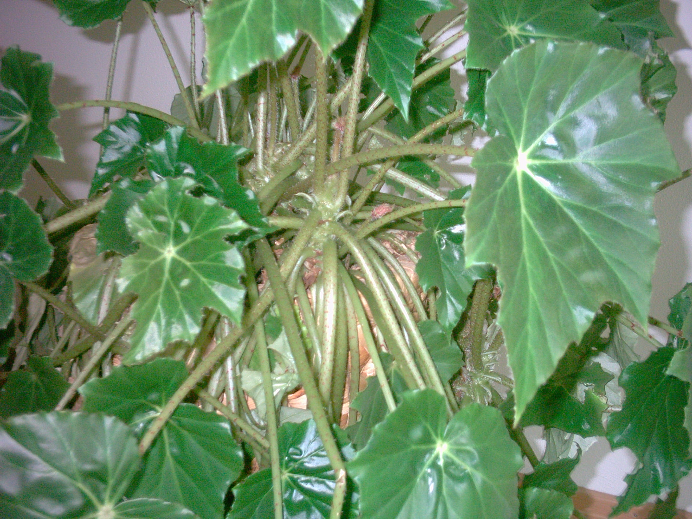 Wie heißen wir? Begonia ricinifolia Sansevieria trifasciat