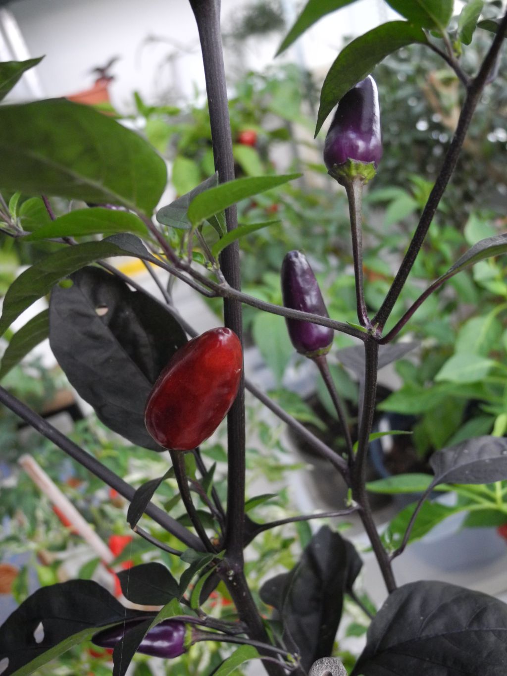 Capsicum Paprika, Chili & Co mit Bildern Pflanzenlexikon