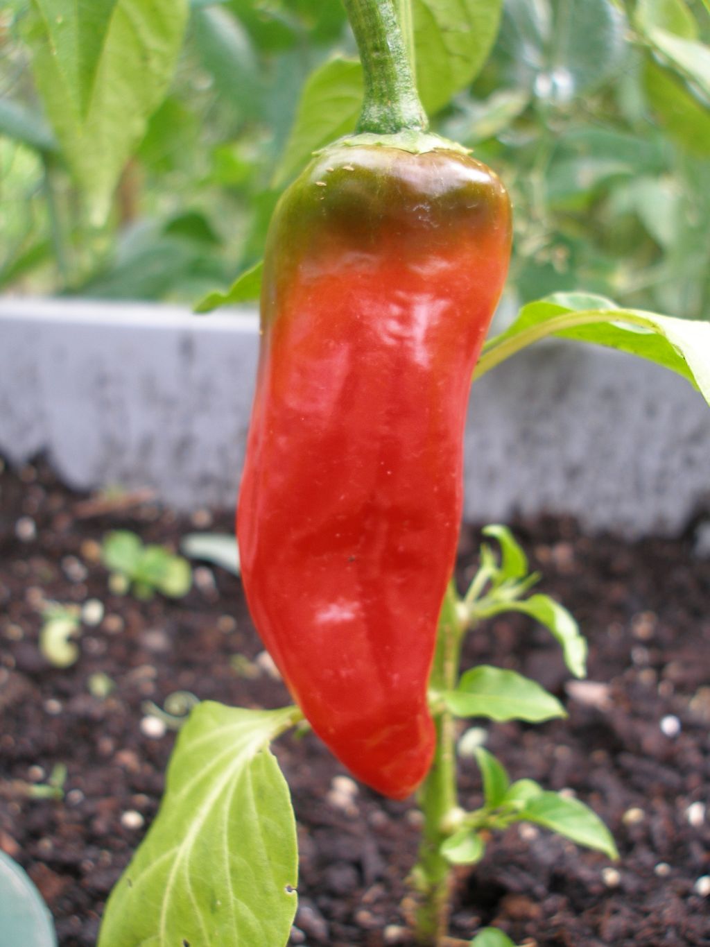 Capsicum Paprika, Chili & Co mit Bildern Pflanzenlexikon