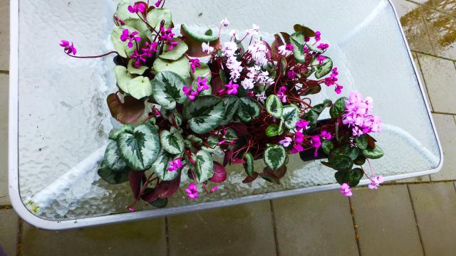 Bild