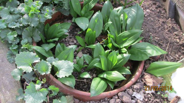 Kräuter - Küchenkräuter - Gewürzkräuter - Gartenkräuter - Beliebte