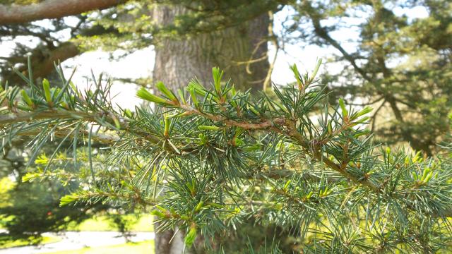Cedrus atlantica AtlasZeder Pflanzenlexikon & Steckbriefe