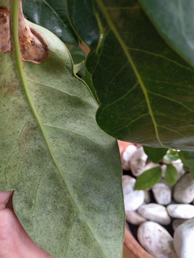 Avocado (?) diverse Symptome > Schefflera actinophylla Pflanzenkrankheiten & Schädlinge