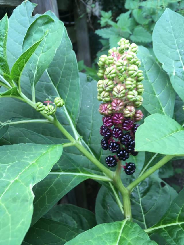 Interessante Pflanze Im Garten Gefunden Kermesbeere