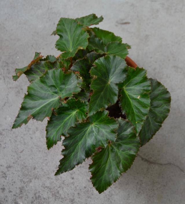 Begonien Schiefblatt Begonia Beliebte Pflanzen & Erfahrungen