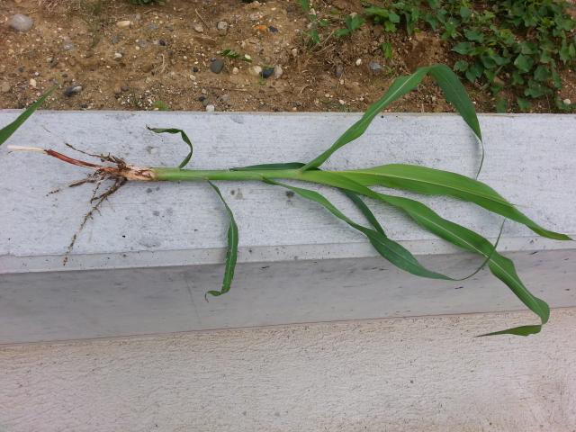 Ungras in meinem Rasen - Hirse - Pflanzenbestimmung & Pflanzensuche