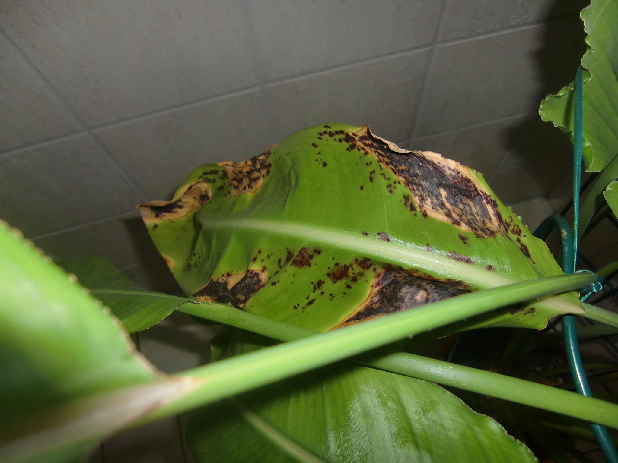 strelitzie rollt blätter ein Pflegen & Schneiden & Veredeln GREEN24 Hilfe Pflege Bilder