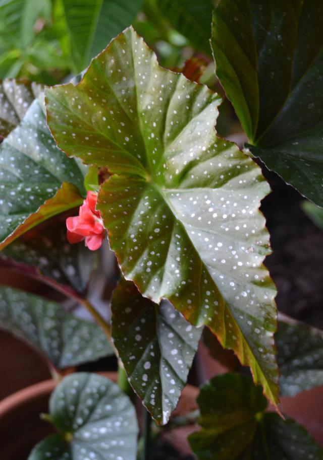 Begonien Schiefblatt Begonia Beliebte Pflanzen & Erfahrungen