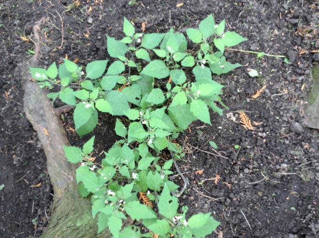 Noch Weitere Unbekannte Im Neuen Garten Pflanzenbestimmung