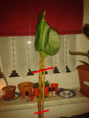 Ficus elastica (Gummibaum) fallen Blätter ab und sind weich