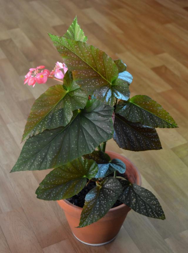 Begonien Schiefblatt Begonia Beliebte Pflanzen & Erfahrungen