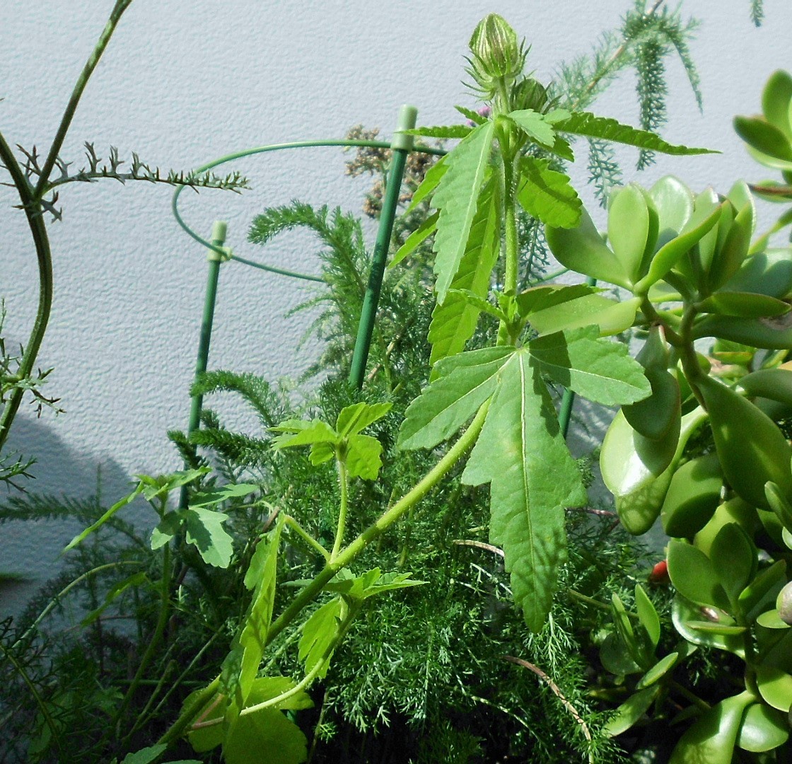 Unbekannte Pflanze auf dem Balkon Hibiskus trionum