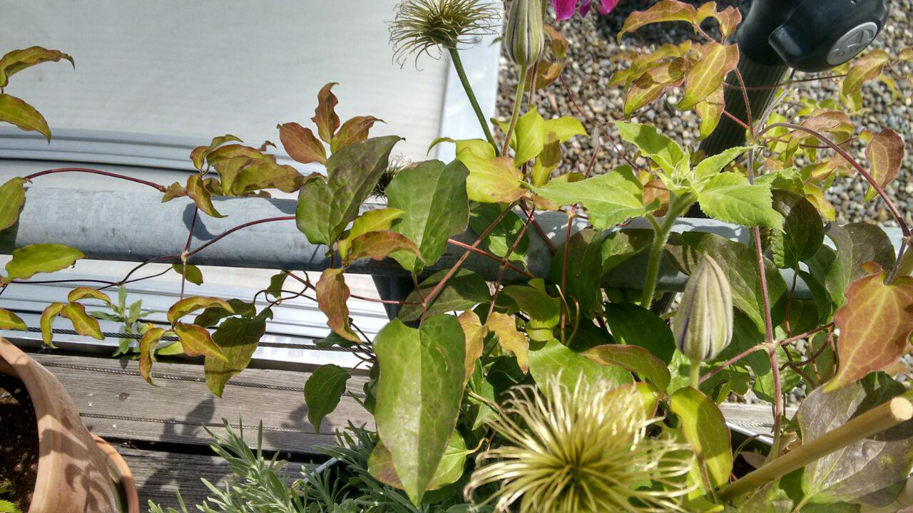 Kranke Clematis!! Pflanzenkrankheiten & Schädlinge GREEN24 Hilfe