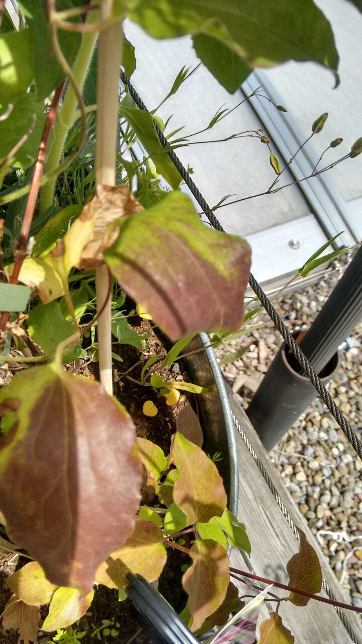 Kranke Clematis!! Pflanzenkrankheiten & Schädlinge GREEN24 Hilfe
