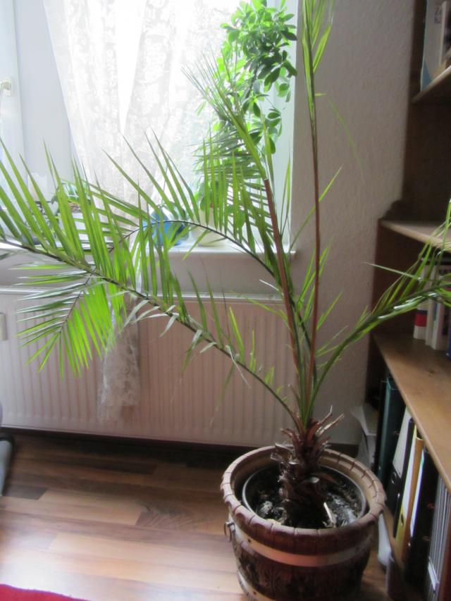 Phönixpalme braucht Hilfe - Pflanzenkrankheiten & Schädlinge - GREEN24 ...