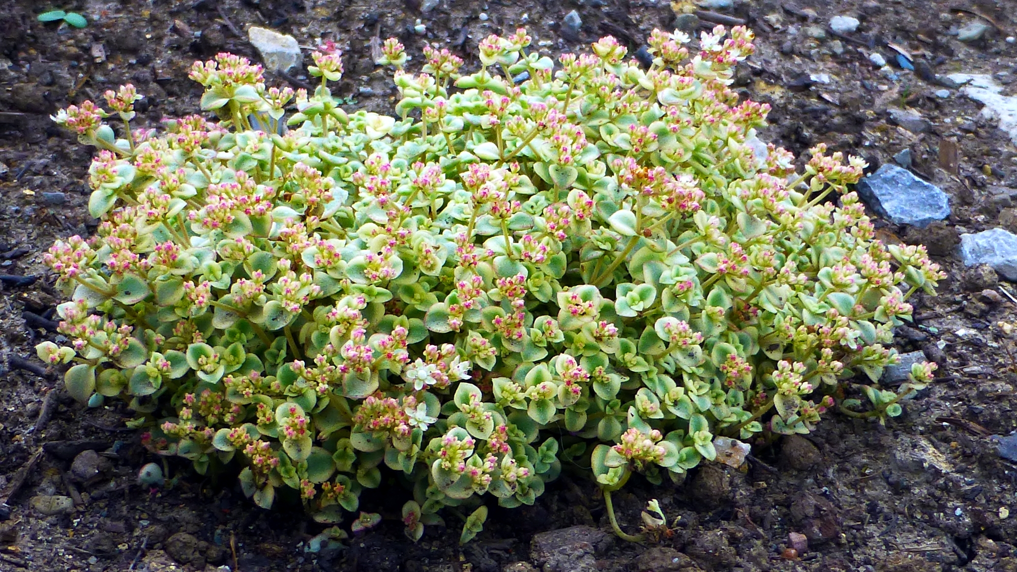 Bin ich ein Sedum · Pflanzenbestimmung & Pflanzensuche · GREEN24 ...